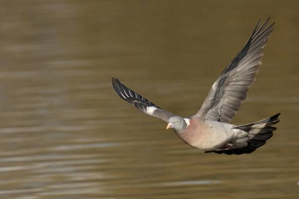 istock Wood pigeon soaring above the water 2129894757