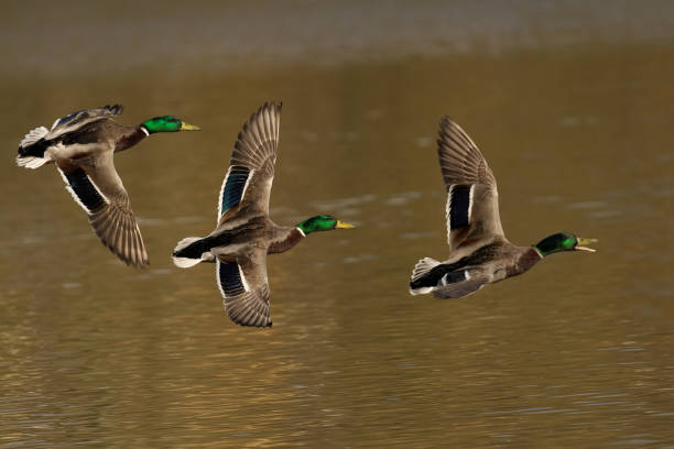 istock Three male mallard ducks flying above the water 2129894758