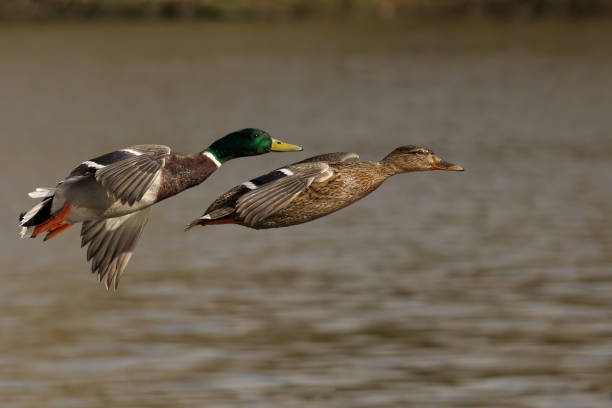 istock Two mallard ducks flying above the water 2129894759