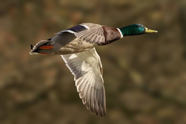 istock Male mallard duck during flight 2129894762