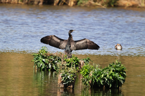 Photo of a Cormorant drying his feather at a lagoon in the Setúbal district, South of Portugal.