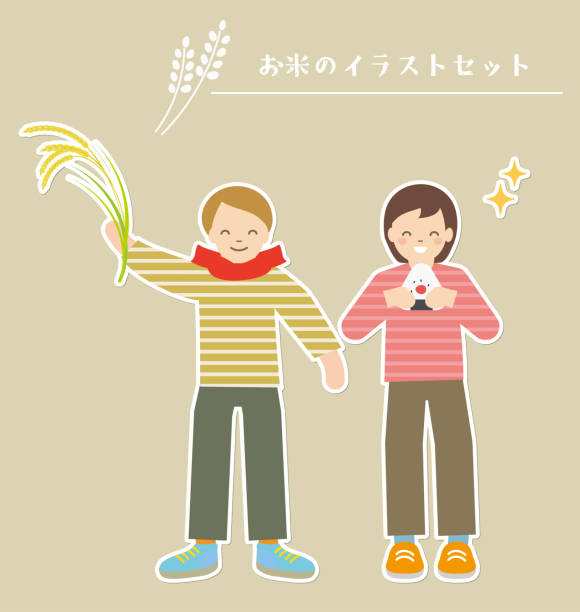 ilustrações, clipart, desenhos animados e ícones de conjunto de ilustração do arroz - rice white rice backgrounds cereal plant