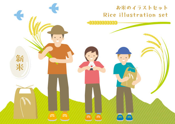 ilustrações, clipart, desenhos animados e ícones de rice illustration set - rice white rice backgrounds cereal plant