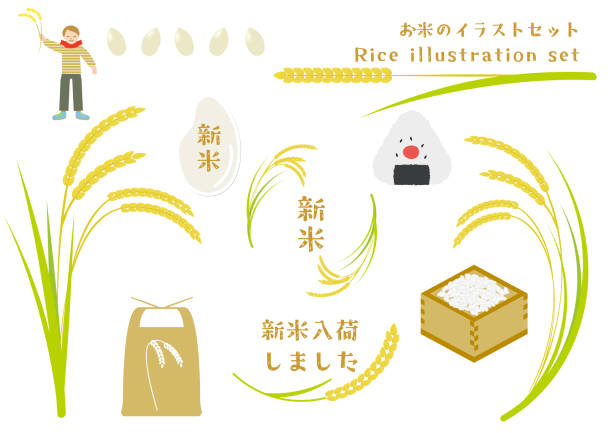 ilustrações, clipart, desenhos animados e ícones de rice illustration set - rice white rice backgrounds cereal plant