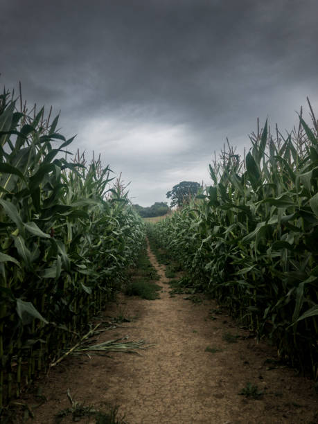 istock Path Through A Corn Field On A Dark Moody Day 2129897433
