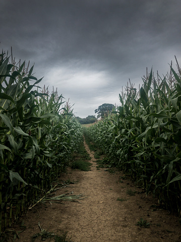 Footpath Through A Corn Field On A Dark Moody Day