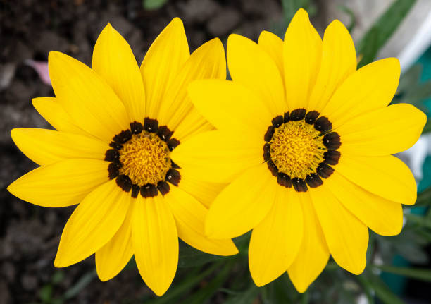 Two Yellow Gazania Flowers
