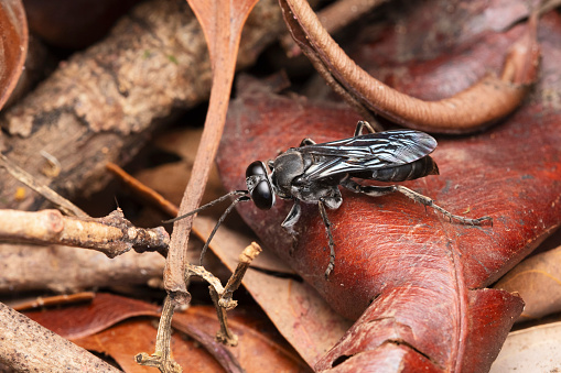 Spider hunting wasp, Dipogon subintermedius, Satara, Maharashtra, India