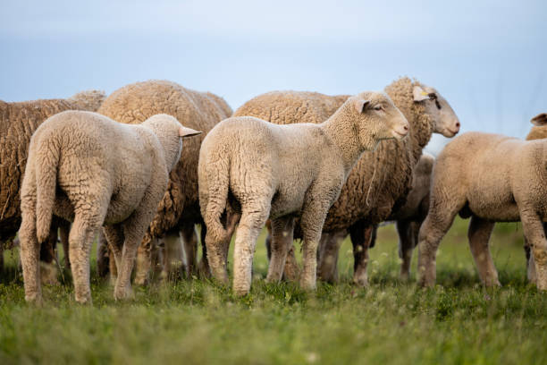 istock Sheep herd domestic animals standing at the farm. 2129908994