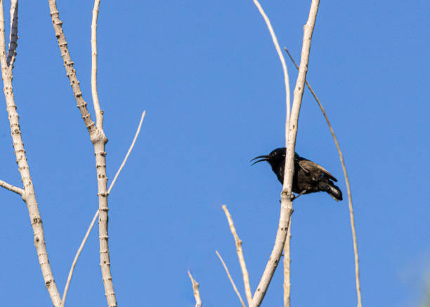 istock A Cinnyris bird resting on a branch and singing a morning song 2129911076