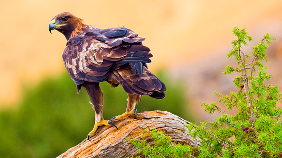 Golden Eagle, Aquila chrysaetos, Mediterranean Forest, Castile Leon, Spain, Europe