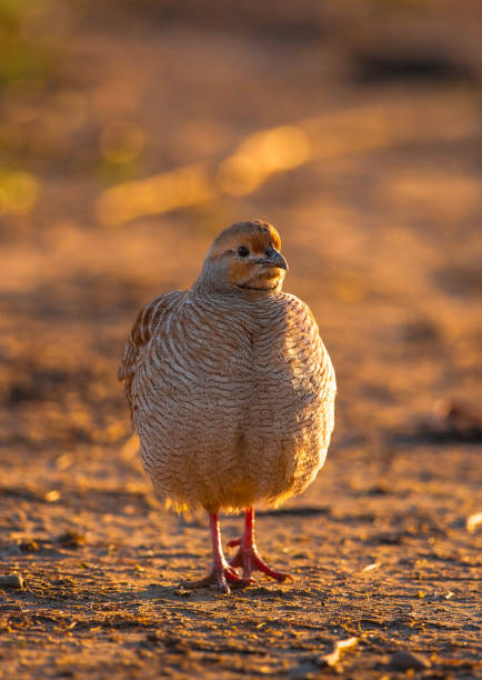 istock Grey francolin Closeup in morning 2129919940