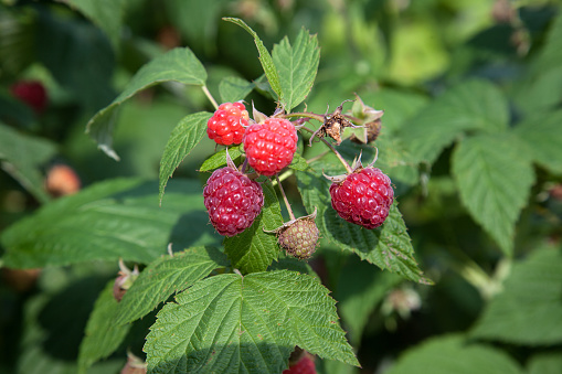 Lots of red ripe raspberries on a bush. Close up of fresh organic berries with green leaves on raspberry cane. Summer garden in village. Growing berries harvest at farm.