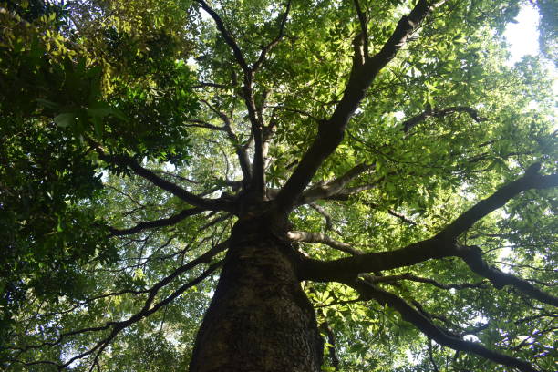 istock Large tree with lot of branches 2129925197
