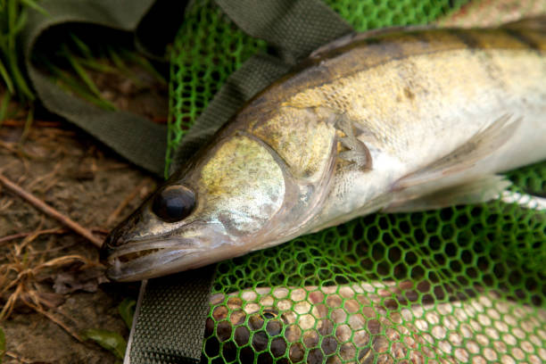 istock Freshwater zander on keepnet with fishery catch in it. 2129927321