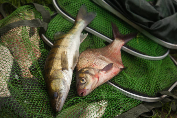 istock Freshwater zander and common bream fish on keepnet with fishery catch in it. 2129929412