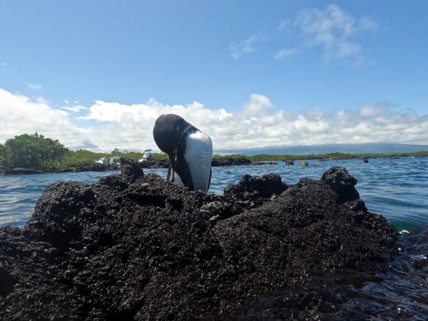 istock Tour to the Isabela Tunnels - Galapagos 2129933650