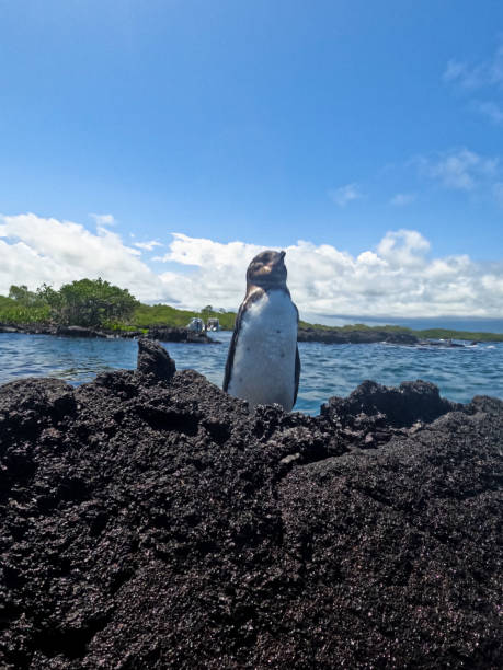 istock Tour to the Isabela Tunnels - Galapagos 2129933669