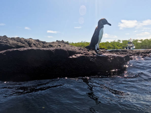 istock Tour to the Isabela Tunnels - Galapagos 2129934715