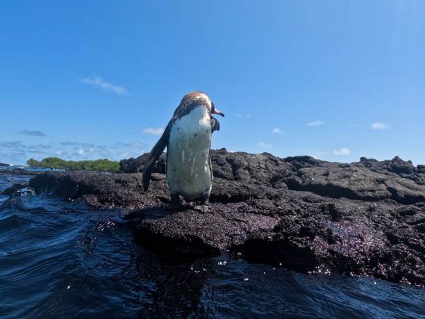 istock Tour to the Isabela Tunnels - Galapagos 2129934717