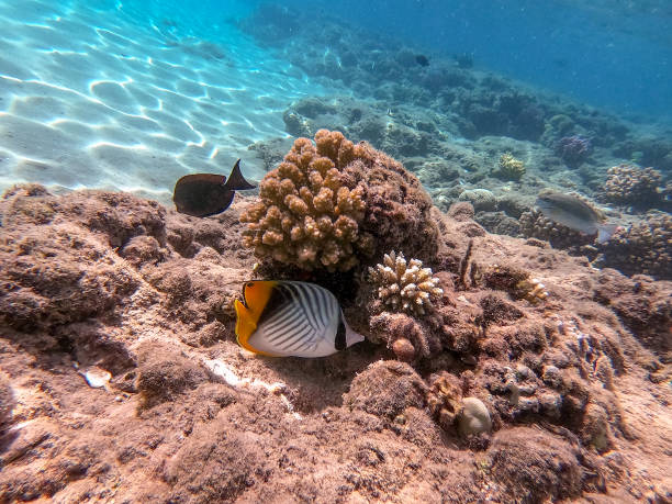 istock Threadfin butterflyfish (Chaetodon auriga) at the Red Sea coral reef. 2129936350