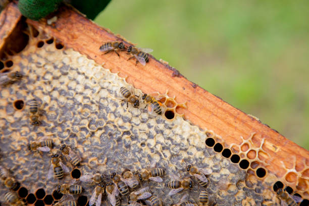 istock Working bees in a hive on honeycomb. Bees inside hive with sealed and open cells for their young. 2129945097