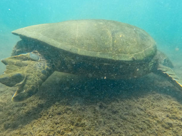 istock Tour to the Isabela Tunnels - Galapagos 2129946212