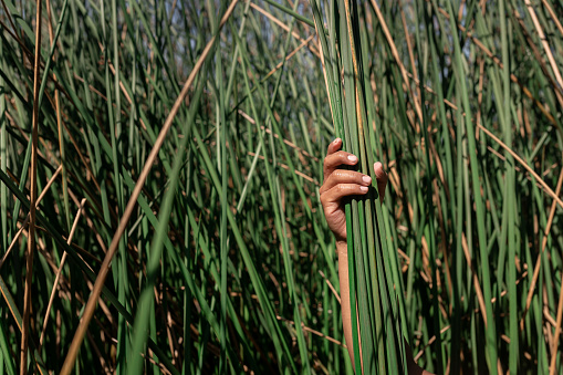 Hand of a latin male volunteer holding reeds to replanting to fight deforestation