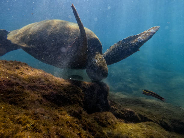 istock Tour to the Isabela Tunnels - Galapagos 2129957856