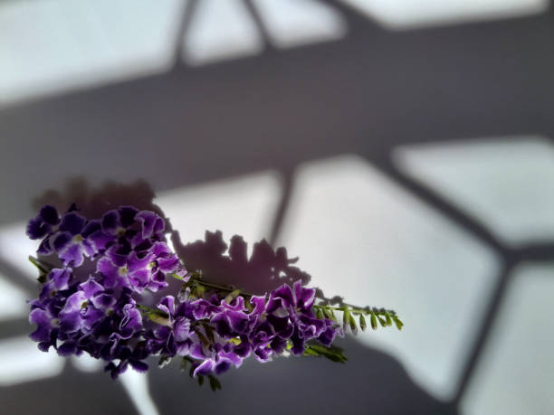 violet flower under sunshine