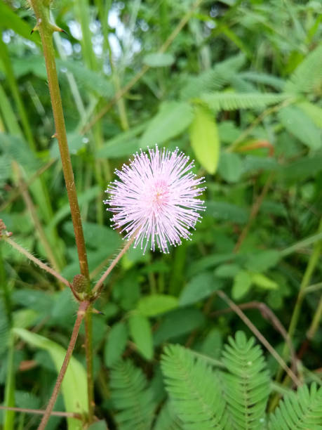 istock beauty of nature 2129977524
