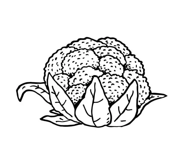 Vector illustration of Hand drawn Cauliflower