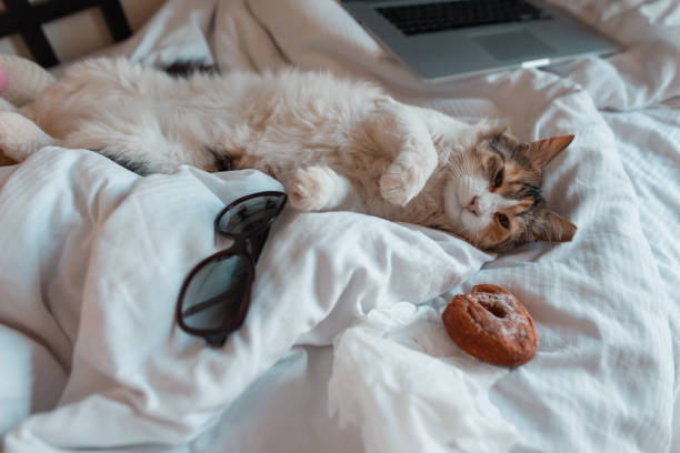 забавный трехцветный кот лежит и отдыхает на кровати с солнцезащитными очками, сладким пончиком и ноутбуком. концепция выходного дня: - domestic cat computer laptop kitten стоковые фото и изображения