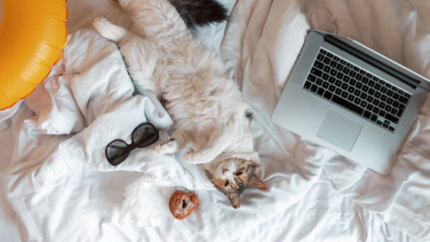 забавный кот лежит на спине и смотрит в камеру. отдыхающий питомец с ноутбуком, пончиком, солнцезащитными очками и желтым резиновым кольцом - domestic cat computer laptop kitten стоковые фото и изображения