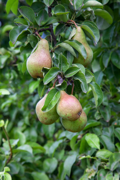 istock Shiny delicious pears hanging from a tree branch in the orchard. 2129991509