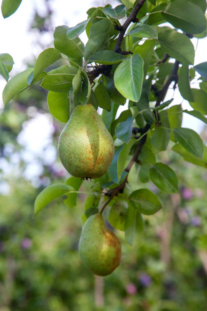 istock Shiny delicious pears hanging from a tree branch in the orchard. 2129992040
