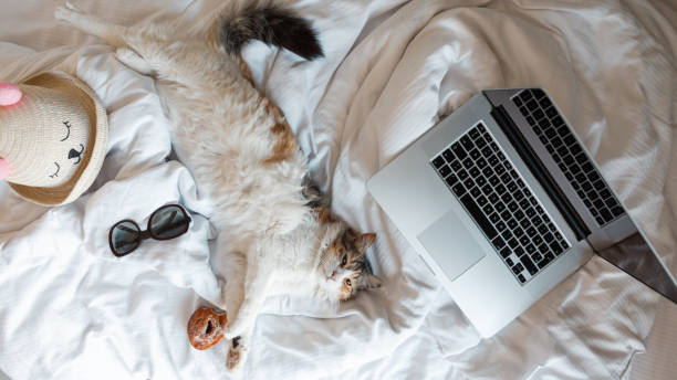 забавная симпатичная кошечка лежит на белой подстилке с ноутбуком, солнцезащитными очками и сладким пончиком, отдыхает и смотрит в камеру.  - domestic cat computer laptop kitten стоковые фото и изображения