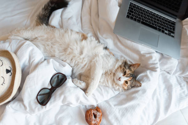 istock funny cat is lying on the bed, resting and look at the camera. The Pet is ready for holidays. Home vacation concept. 2129997708