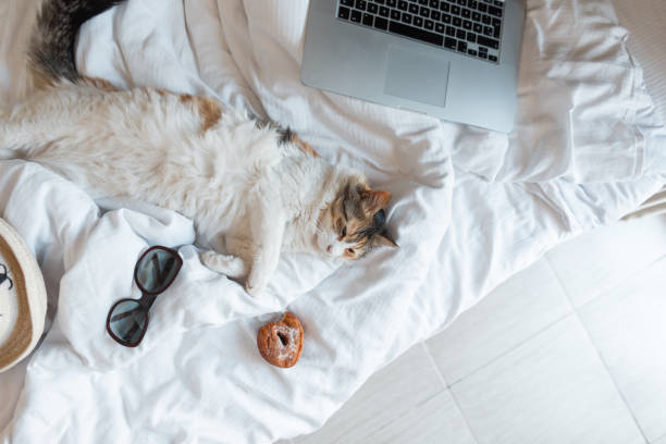 забавный кот лежит и отдыхает на кровати с ноутбуком, пончиком и солнцезащитными очками, вид сверху. питомец готов к летнему отдыху - domestic cat computer laptop kitten стоковые фото и изображения