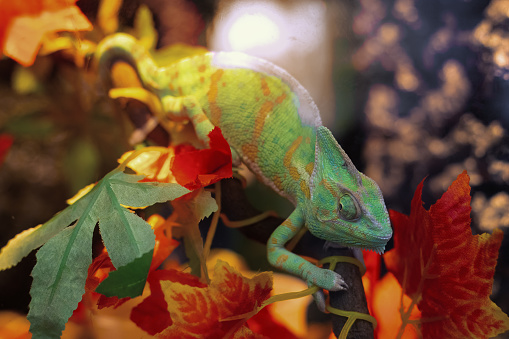 Portrait of green chameleon in a terrarium among artificial leaves. Overexposure from the lamp