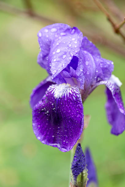 A delicate, garden, blue iris (Iridaceae) grows in a flowerbed on a rainy, cloudy, spring day, close-up