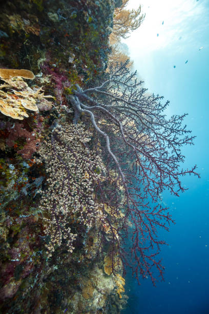 istock Coral reef scene with blue water backdrop 2130024064