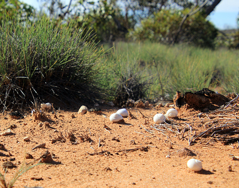 Googs Track, South Australia