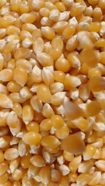 Top view of male hands scooping and pouring back popcorn kernels, slow-motion close-up.