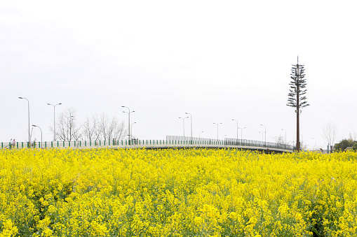 Beautiful landscape of vast rapeseed (Brassica napus) field with its blooming bright yellow flowers during spring, a bridge and tree in background overlooking the view in Sanyuan Village, Chengdu