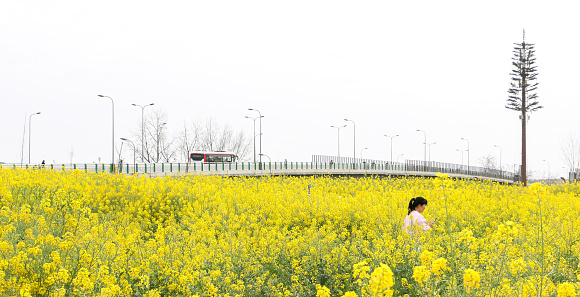 A Chinese woman wanders through vast rapeseed field of blooming yellow flowers in Sanyuan Village as bus crosses bridge in background. Rural china, spring concept - Chengdu, China