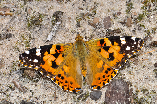 A fabulously beautiful butterfly sits on the ground. Agrimony, Macro