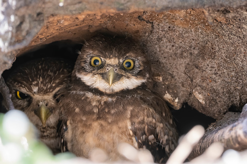 A closeup shot of burrowing owlets peeking out of a burrow