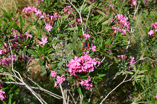 Common oleander shrub with pink flowers - Latin name - Nerium oleander