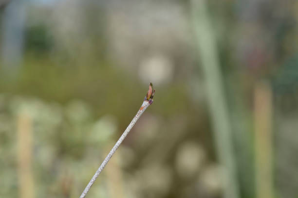 Flowering dogwood branch with bud - Latin name - Cornus kousa Golden Cup